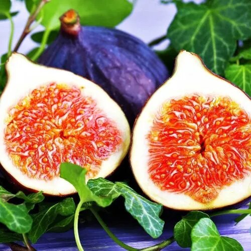 Это пример комнатного инжира, сорт Том Харди. Сайт gardenmart24.ru