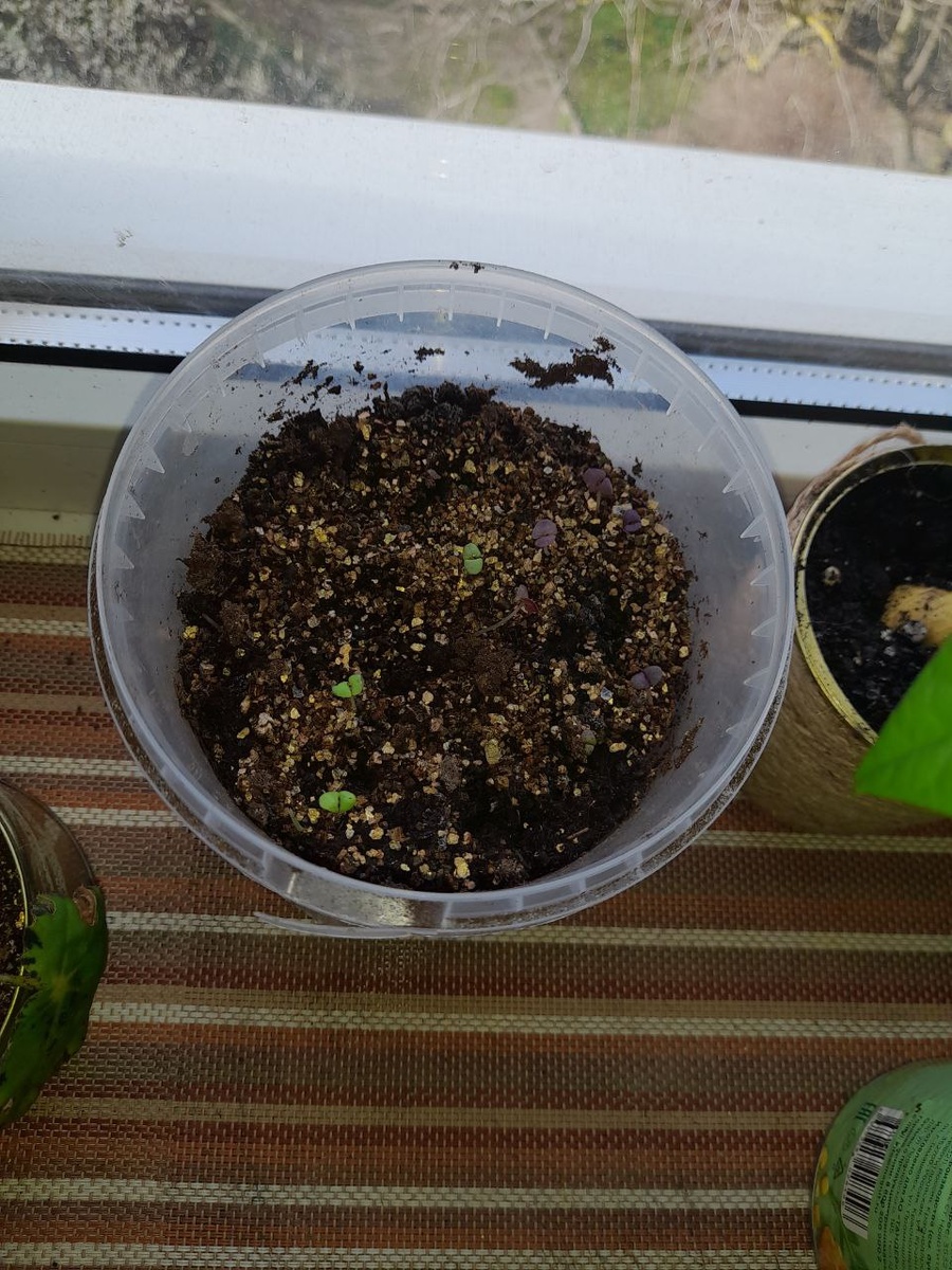 Базилик замечательно чувствует себя в смеси земли и вермикулита.