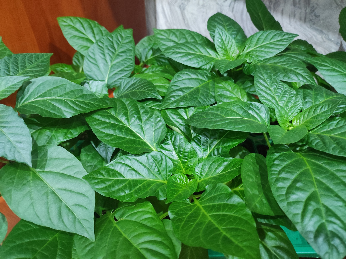 Фото автора, рассада сладкого перца, март 2025 года