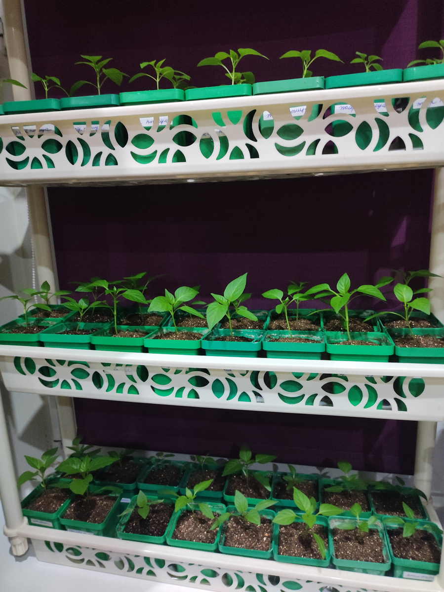 Фото автора, рассада сладкого перца, март 2025 года