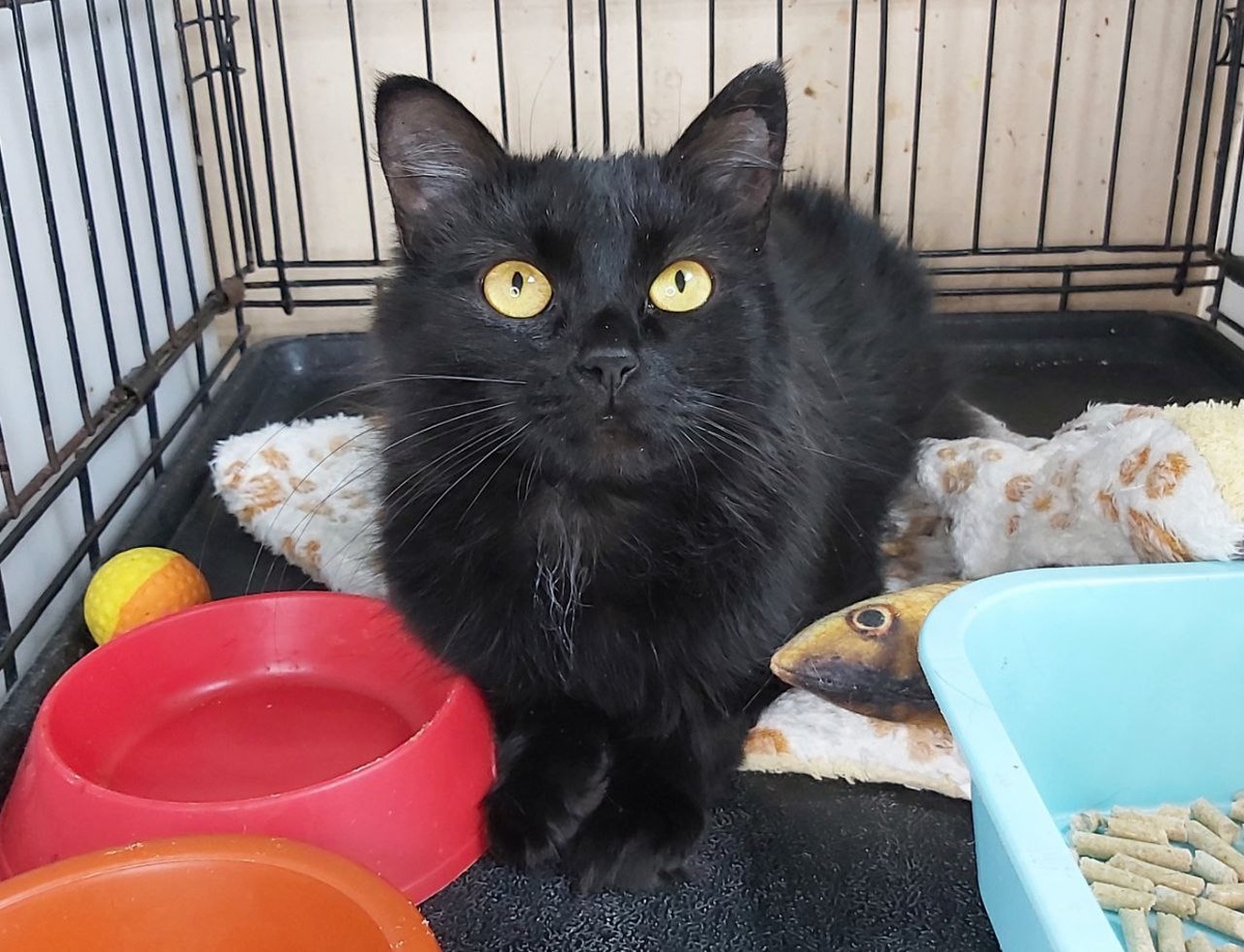 Кошечка Акула приехала с передержки, 5 лет. Очень ласковая и нежная.