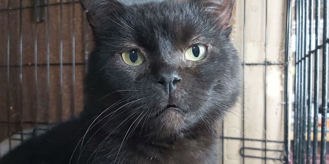 Чей хозяин всех умнее, всех красивей и добрее?