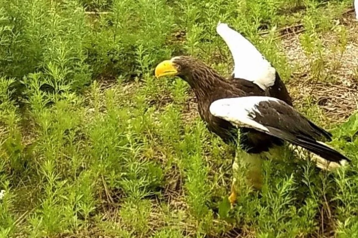    В Хабаровском крае суд потребовал защитить птиц от гибели на ЛЭП