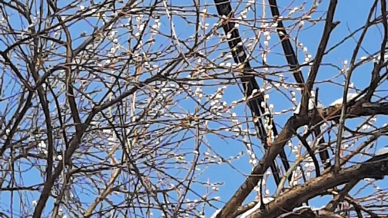     Верба сбросила почки Лариса Васильева