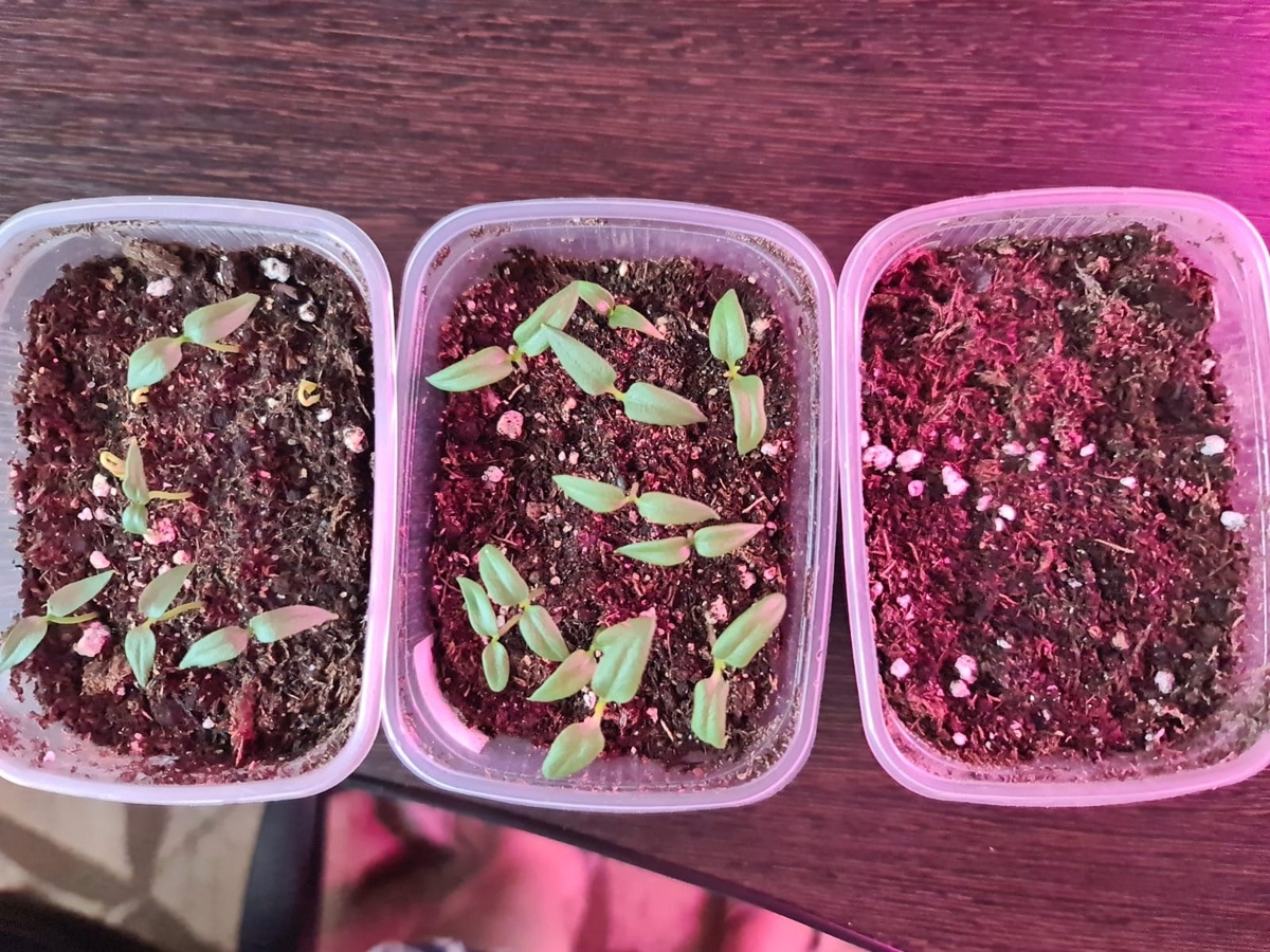 Слева направо сорта: Фон Барон красный, Капия, Здоровяк