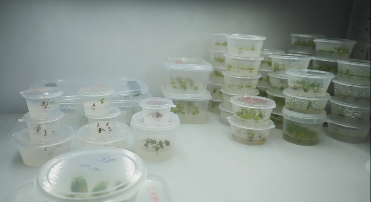 Моя маленькая лаборатория по получению саженцев на стеллаже....производство, в отличии от грядок, круглогодичное... без перерывов.