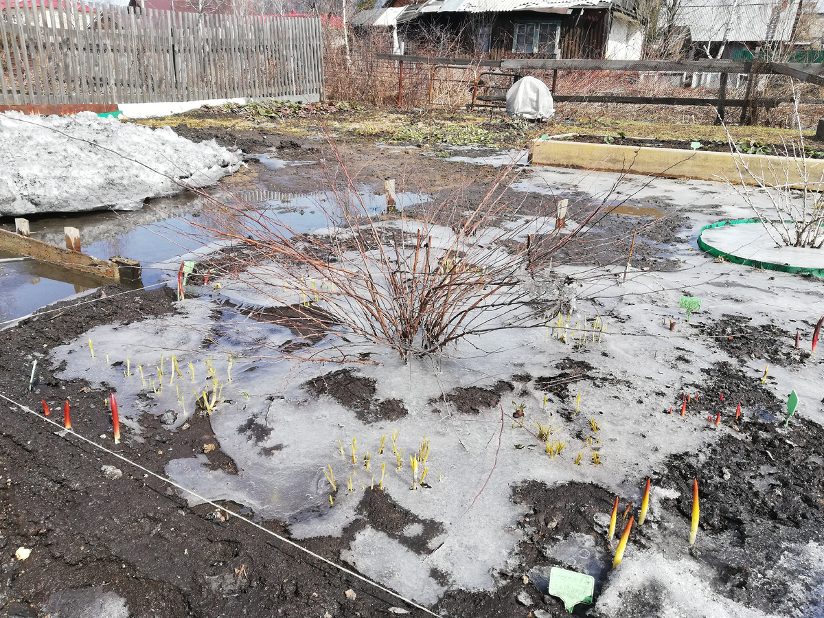 21 апреля 2021 г. Еще снег не сошел.