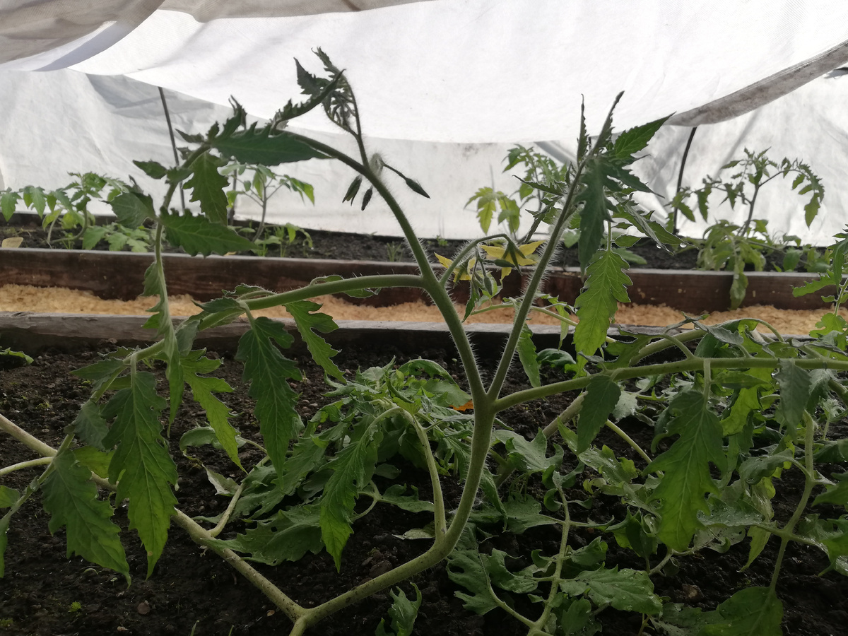 07 июня 2024 г, томаты цветут под укрытием. Посажены лежа.