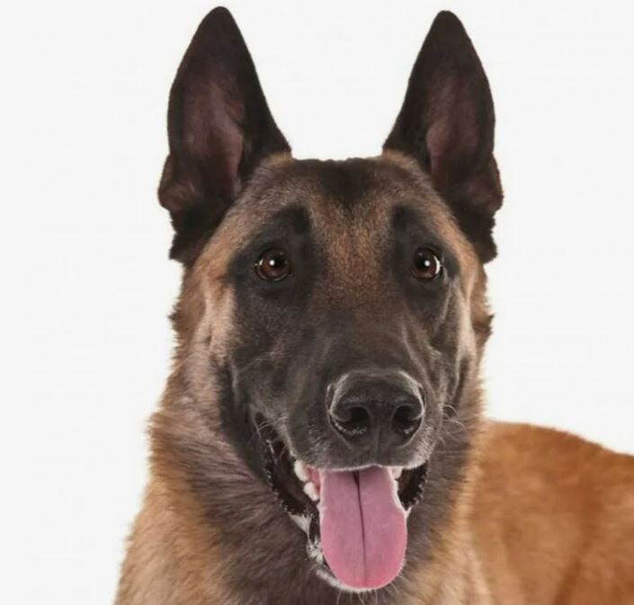 Мы не бобры, бобры - не мы!