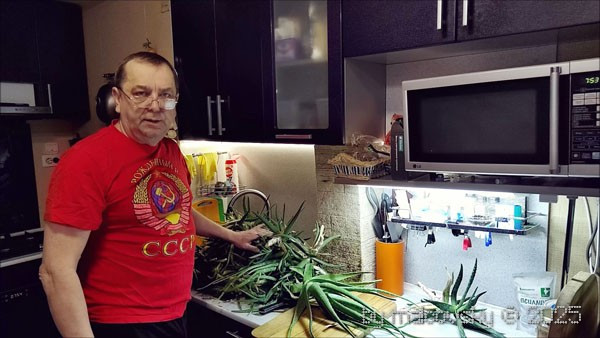 Выращенный столетник