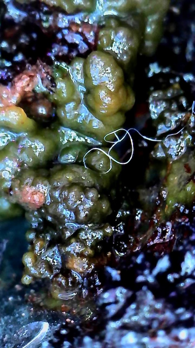 складчатая колония на поверхности почвы