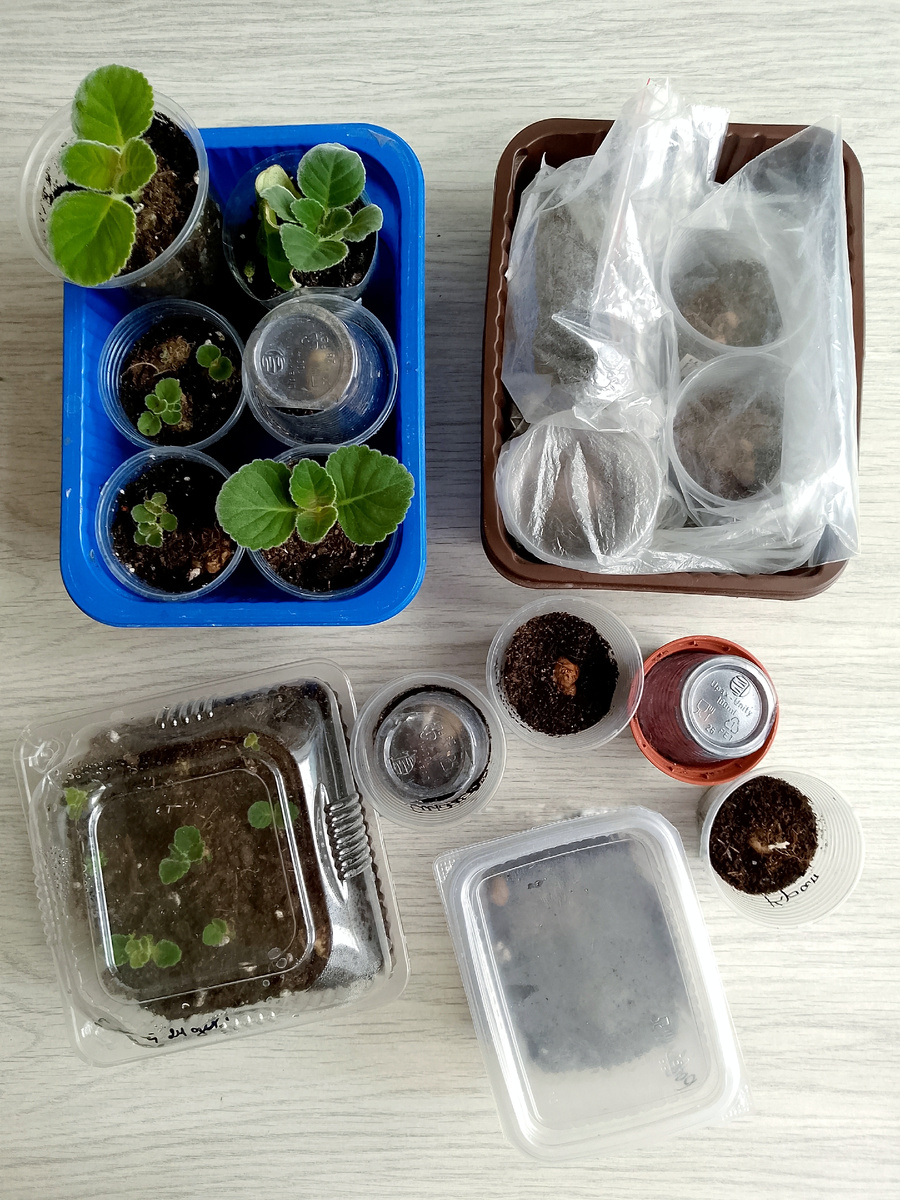 Одни клубни проснулись, другие отдыхают и даже намёка нет на пробуждение