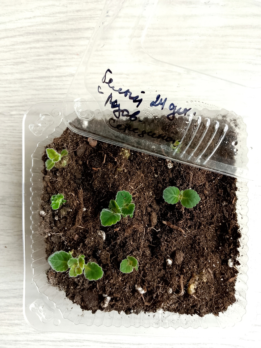 Часть клубней с ростками пересажу в стаканчики, остальные клубни останутся в тепличке