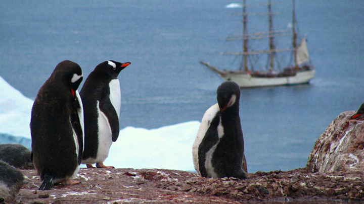    Пингвины за нас! Фото AHGLIQUE CLIC/SHYTTERSTOCK.COM