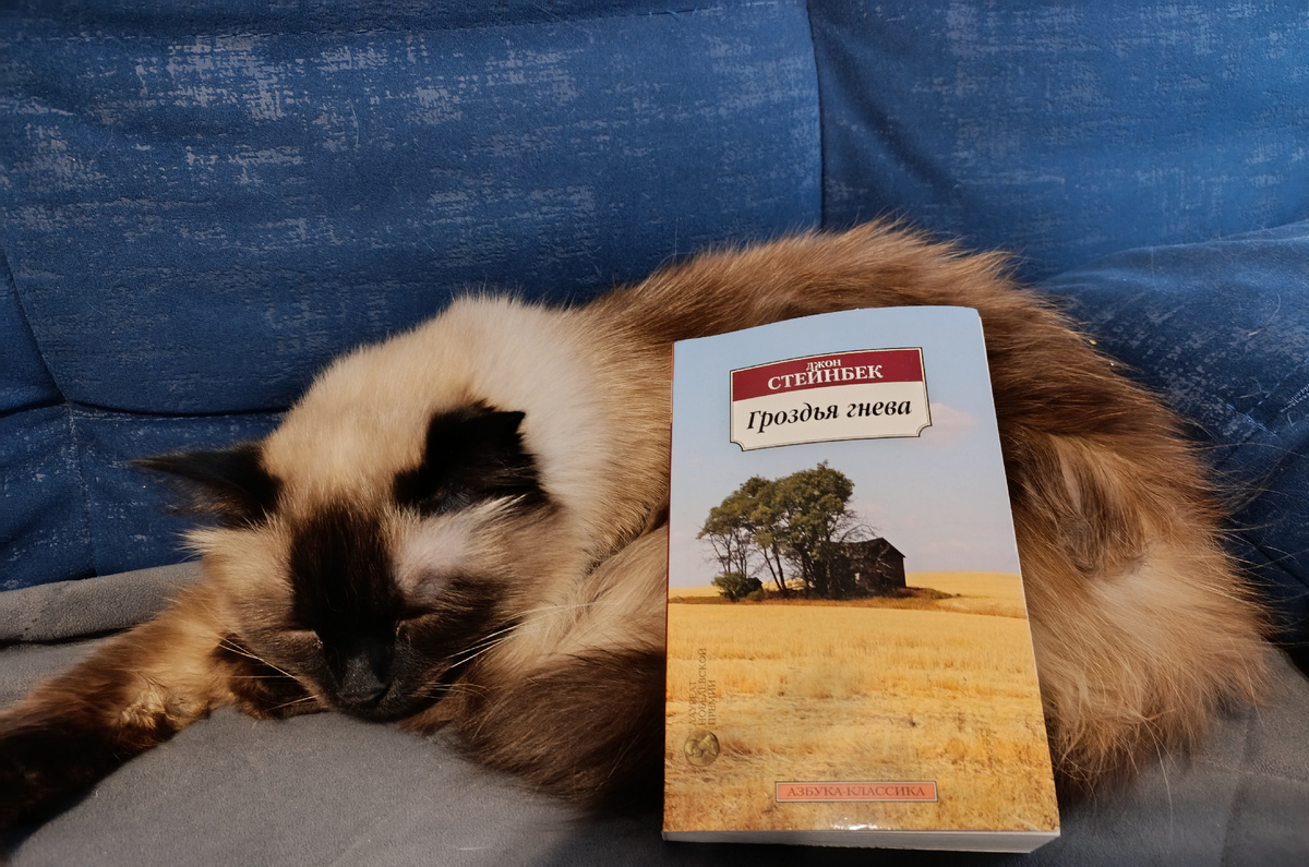 Сегодня книгу обладателя Пулитцеровской премии представляет мирно спящая Джессика