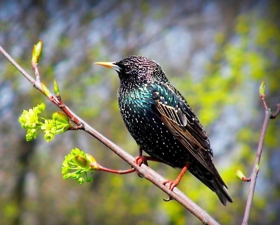 Скворец черный