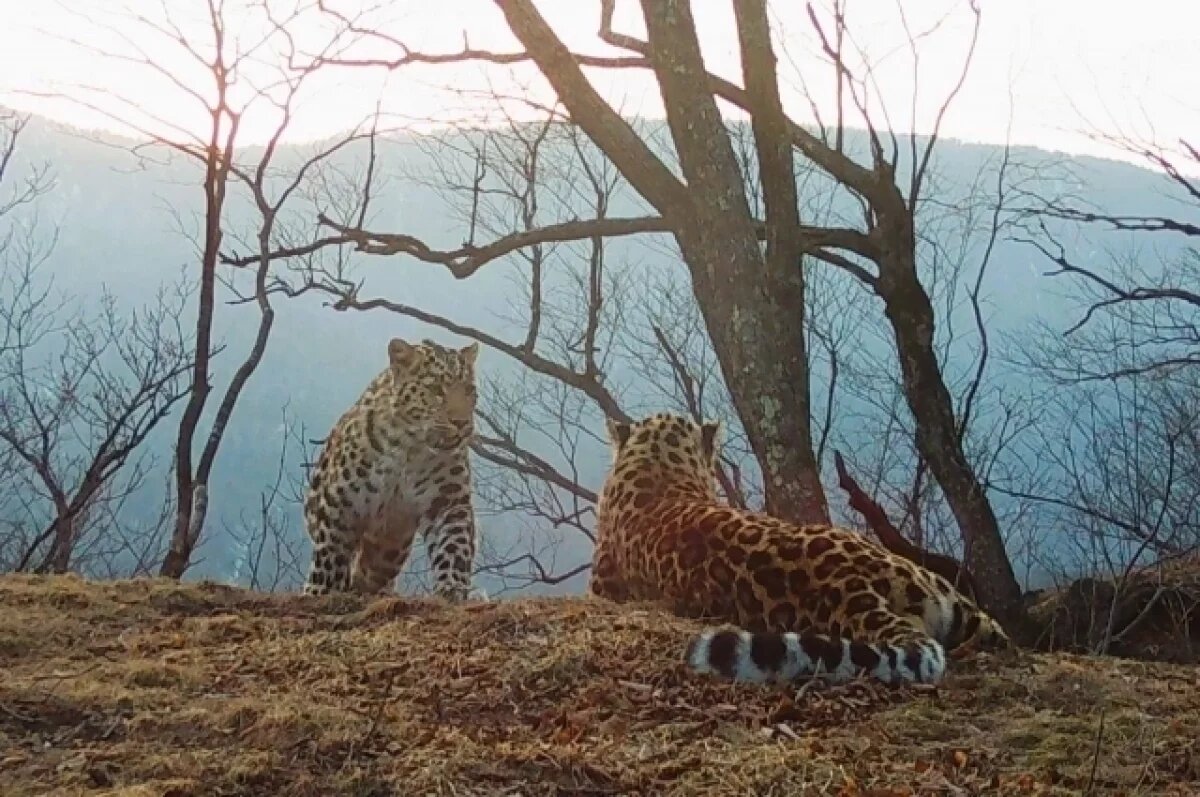    Из-за тигров и леопардов ограничили посещение популярного в Приморье места