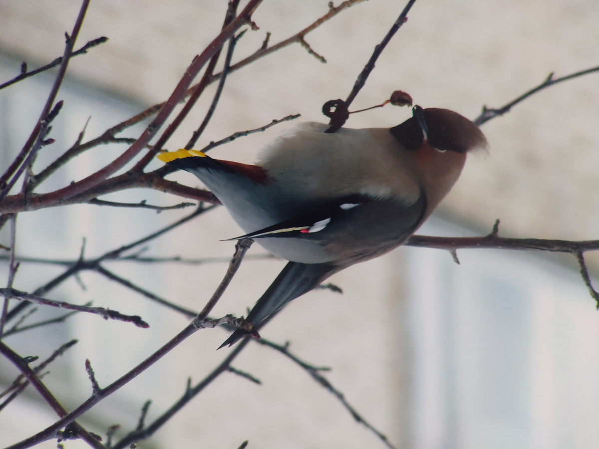 Фото автора. Свиристель-акробатка