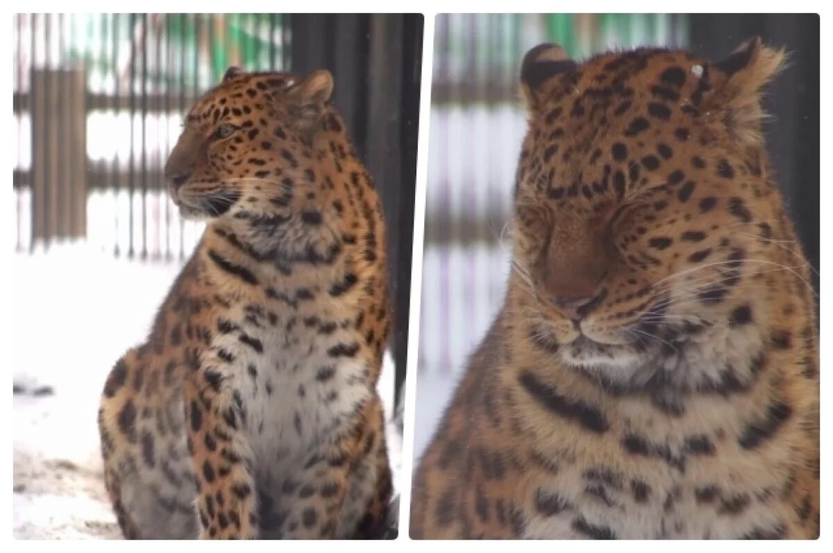    С 14-летием поздравили леопарда Катанга в Новосибирском зоопарке