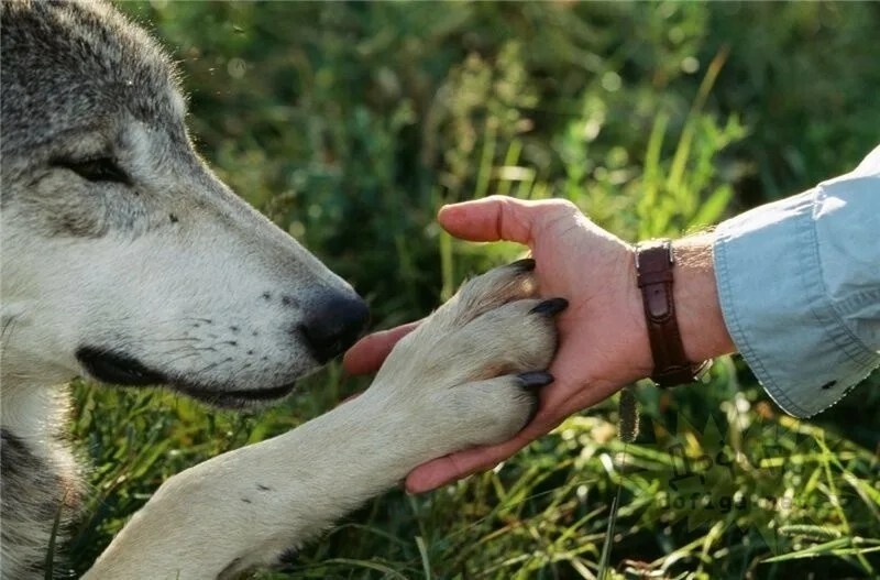 Фото из Яндекса