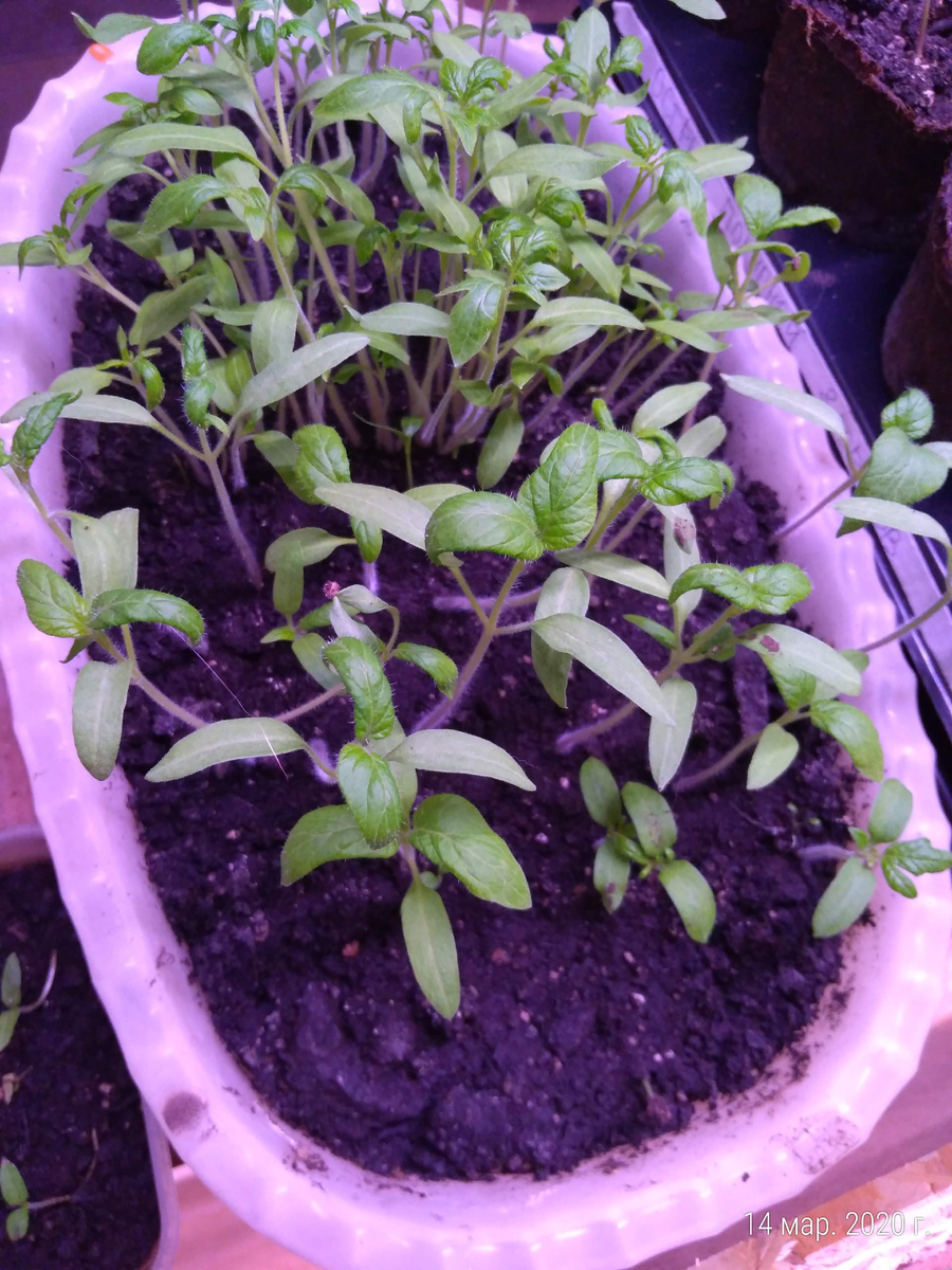 Моя мечта, вот так сажать без бубнов)