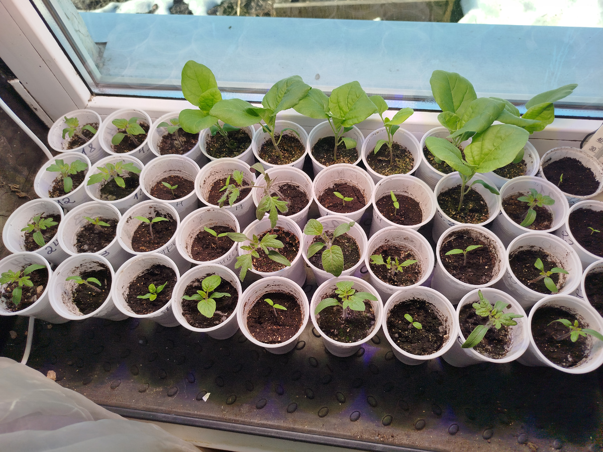 Дылды это баклажан Зелёненький