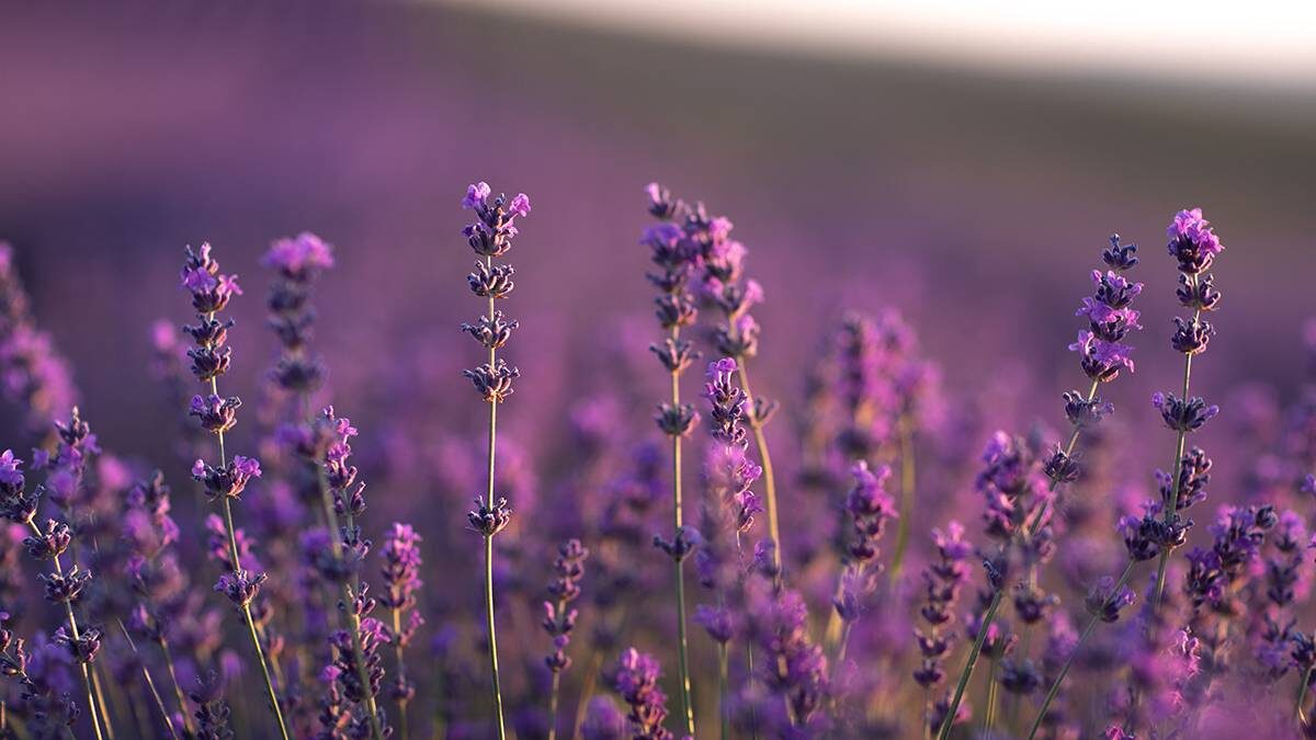    Фото: Shutterstock