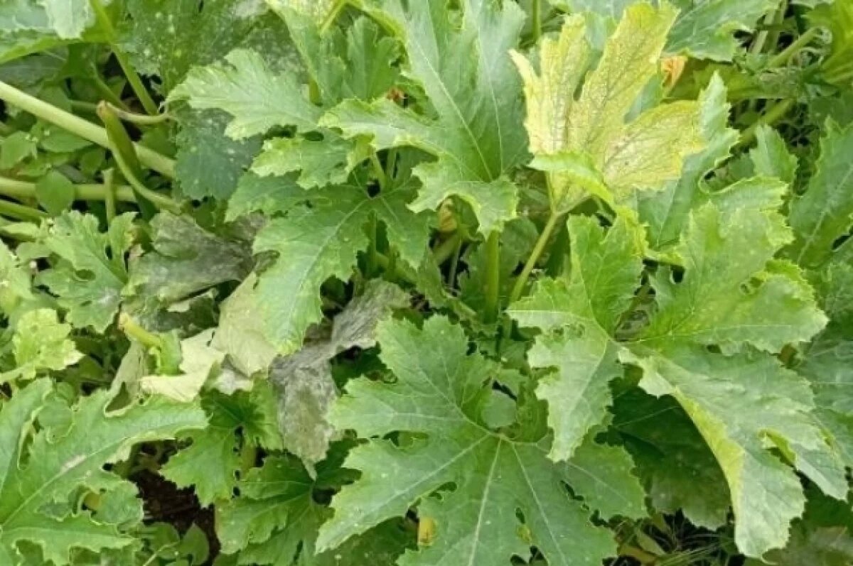    Агроном Мармулев рассказал новосибирцам, когда сеять кабачки и баклажаны