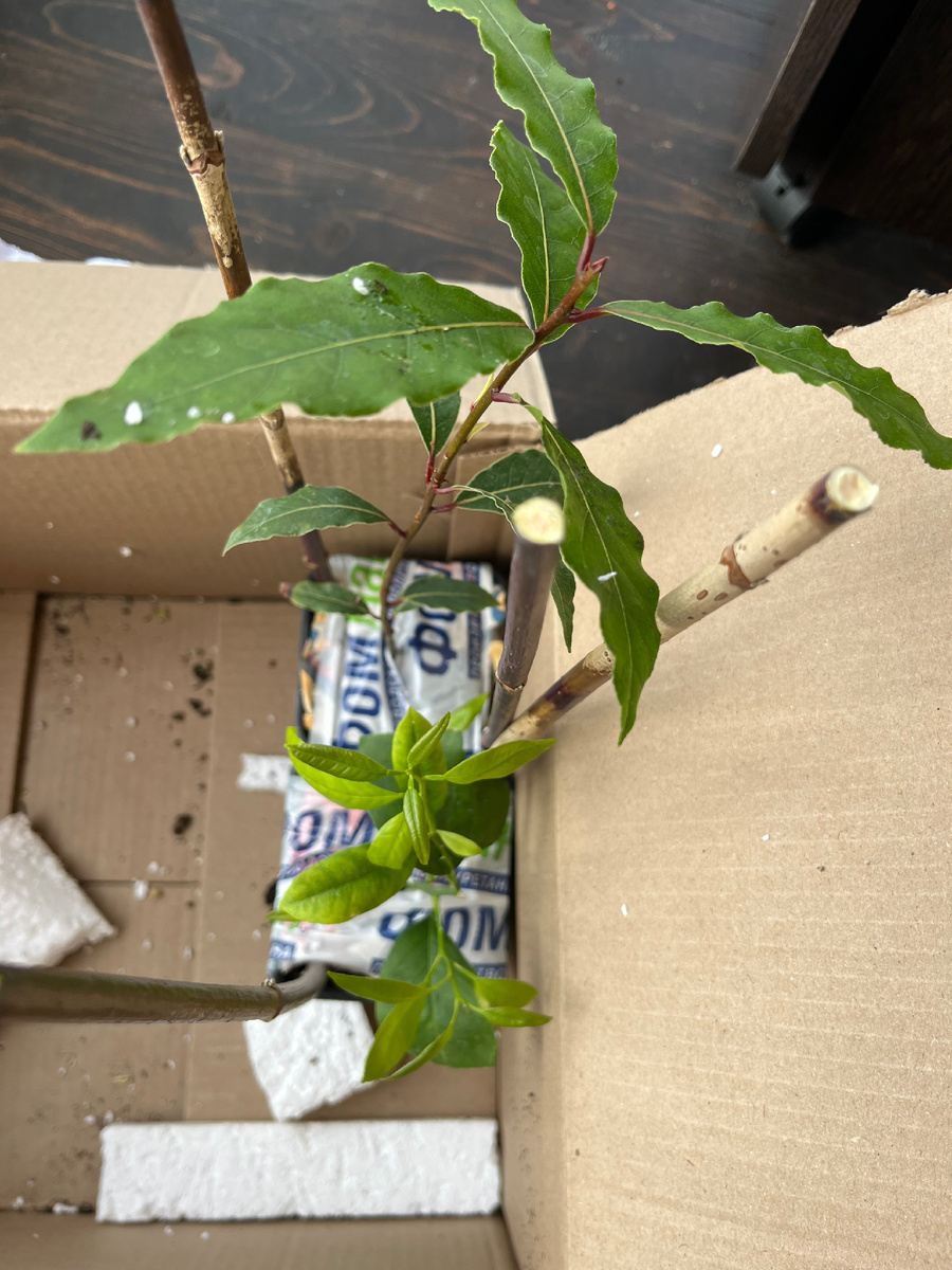 Саженец лаврухи