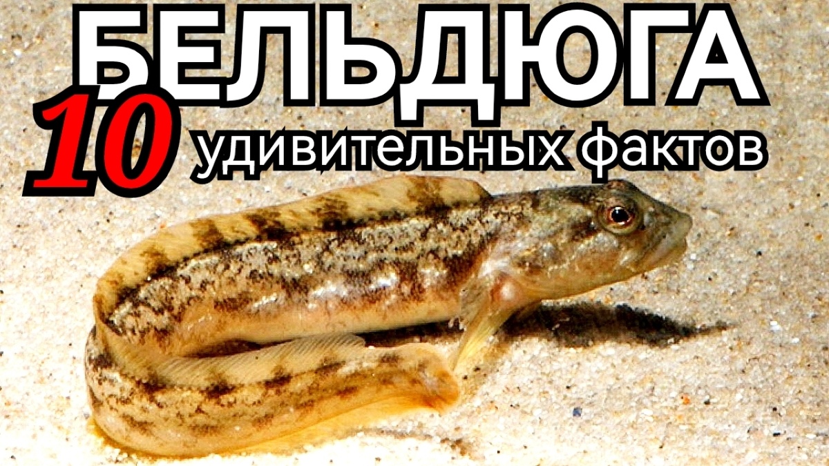 Бельдюга #БЕЛЬДЮГА, #загадочнаярыба, #чудорыба