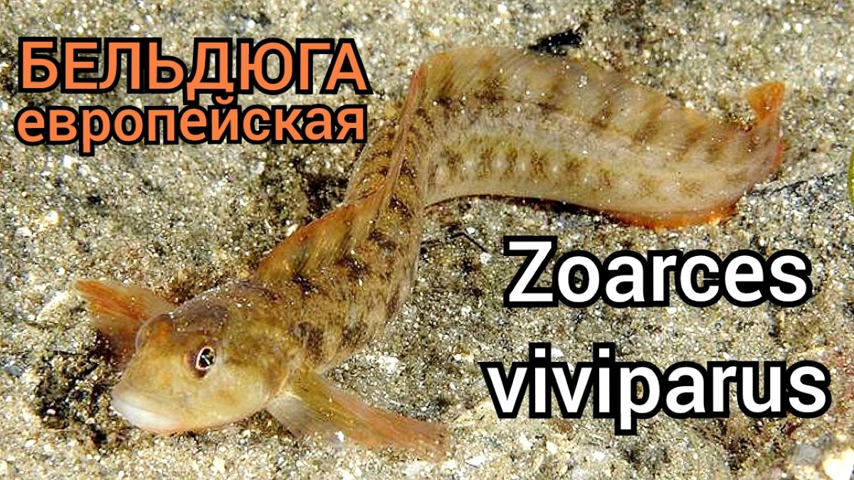 Бельдюга - Zoarces viviparus #zoarcesviviparus, #чтозарыба, #чтоэто, #когопоймал