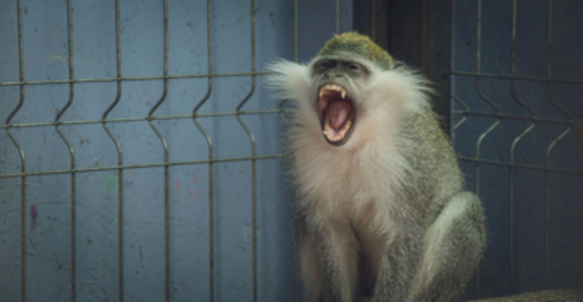 Фото: 1 МІ. Обезьяна напала