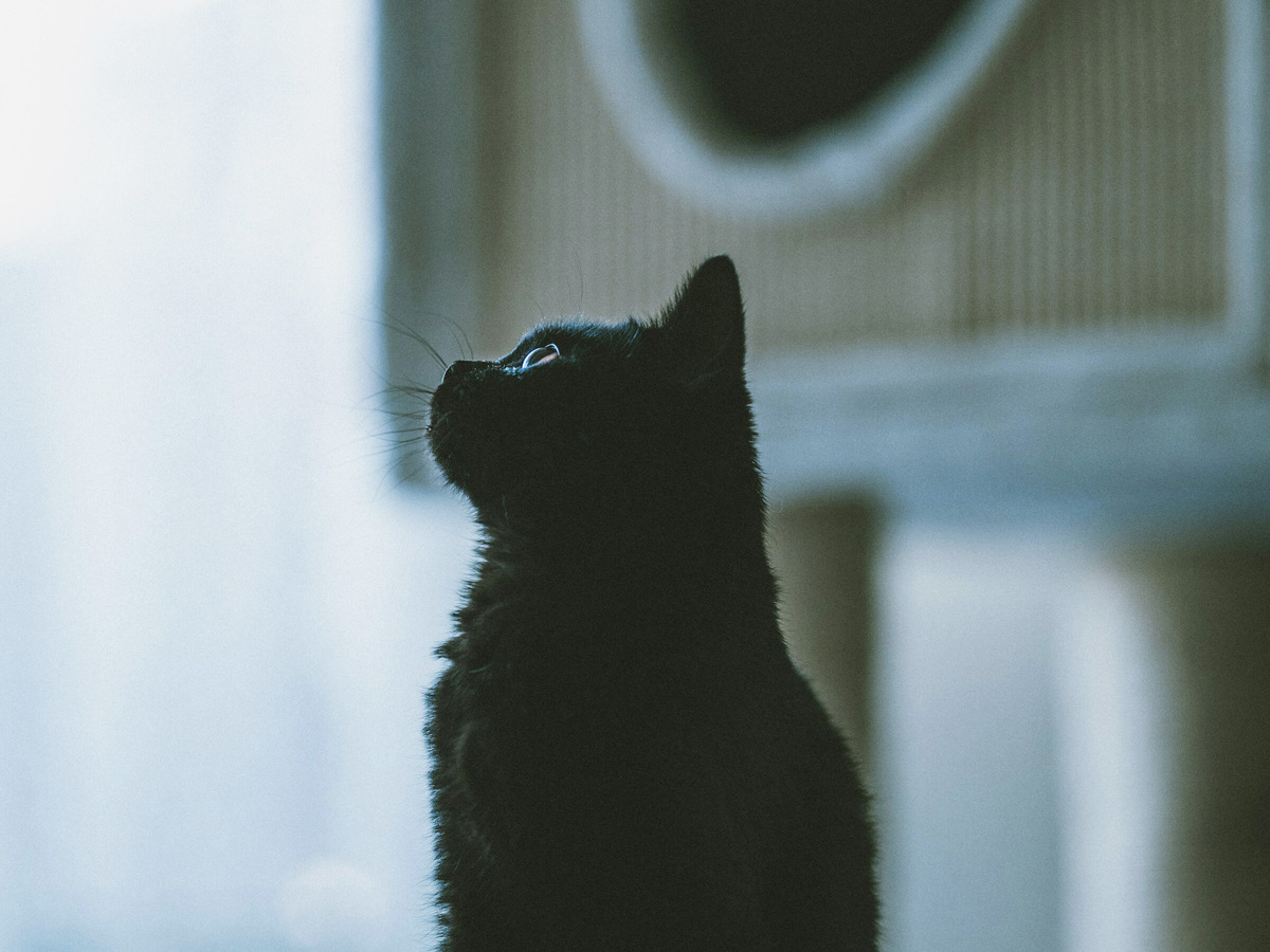 Фото: Omar Ramadan / Unsplash