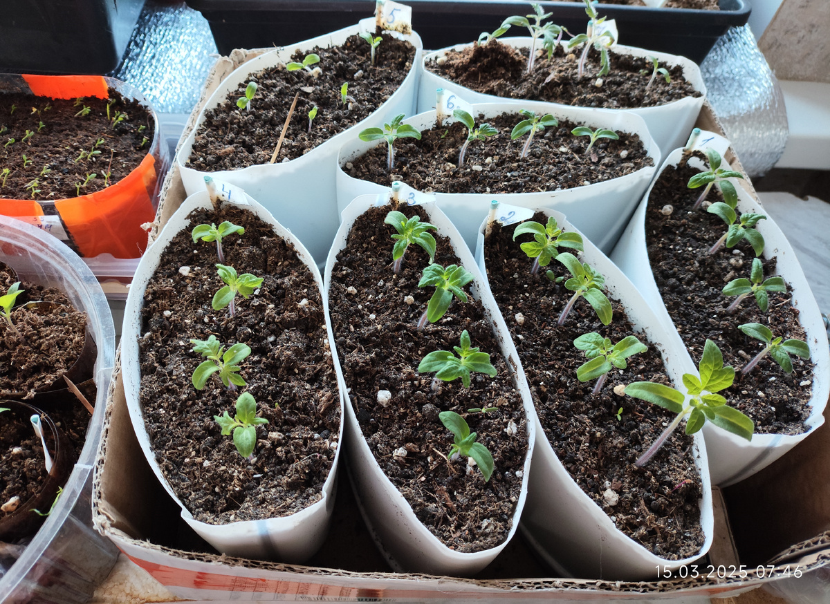 Дружные всходы  гномов