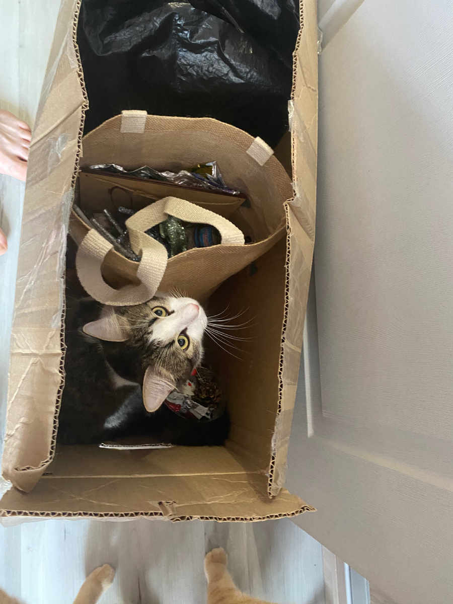 ёлочные игрушки и Феня) 🐈‍⬛ 