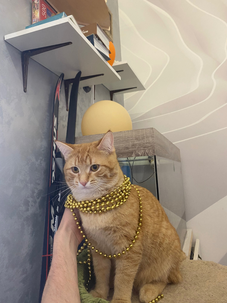новогодний Мявчик 🐈 Артём сказал, ему к лицу золото)