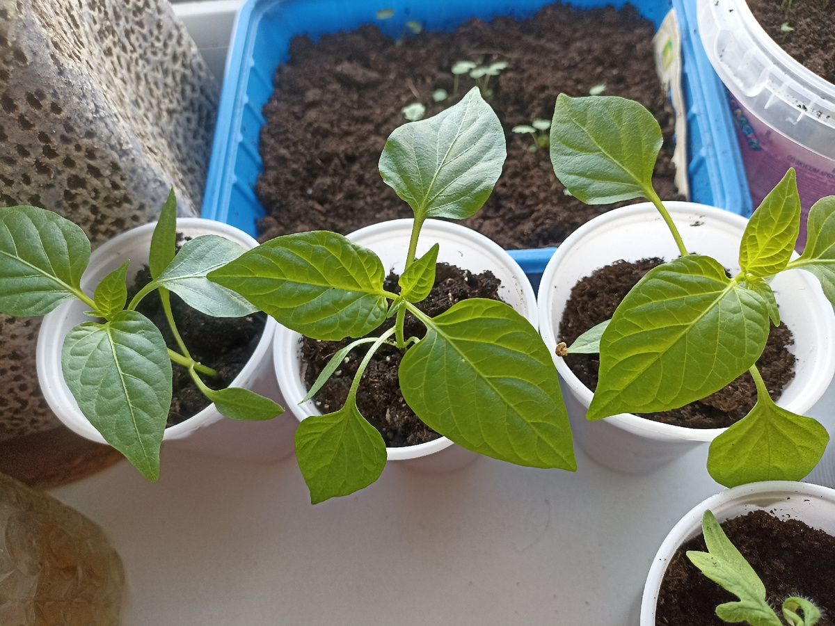 Ранние перцы