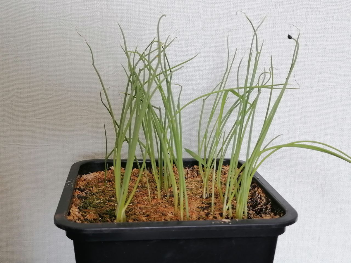 Рассада Ялтинского лука, фото автора