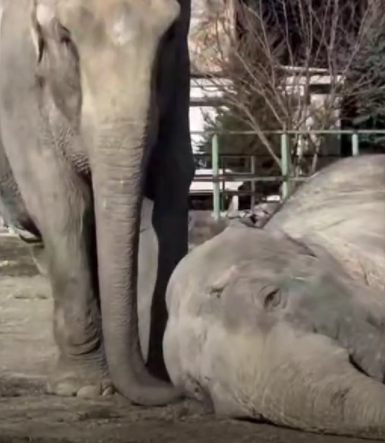    Фото: стоп-кадр видео