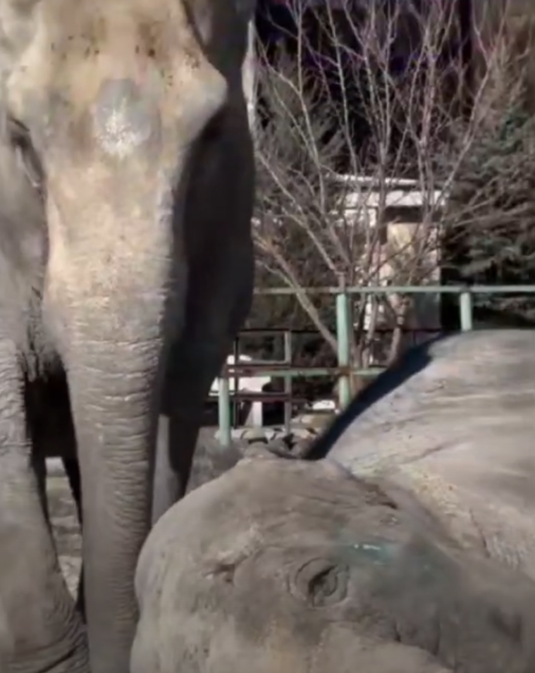    Фото: стоп-кадр видео