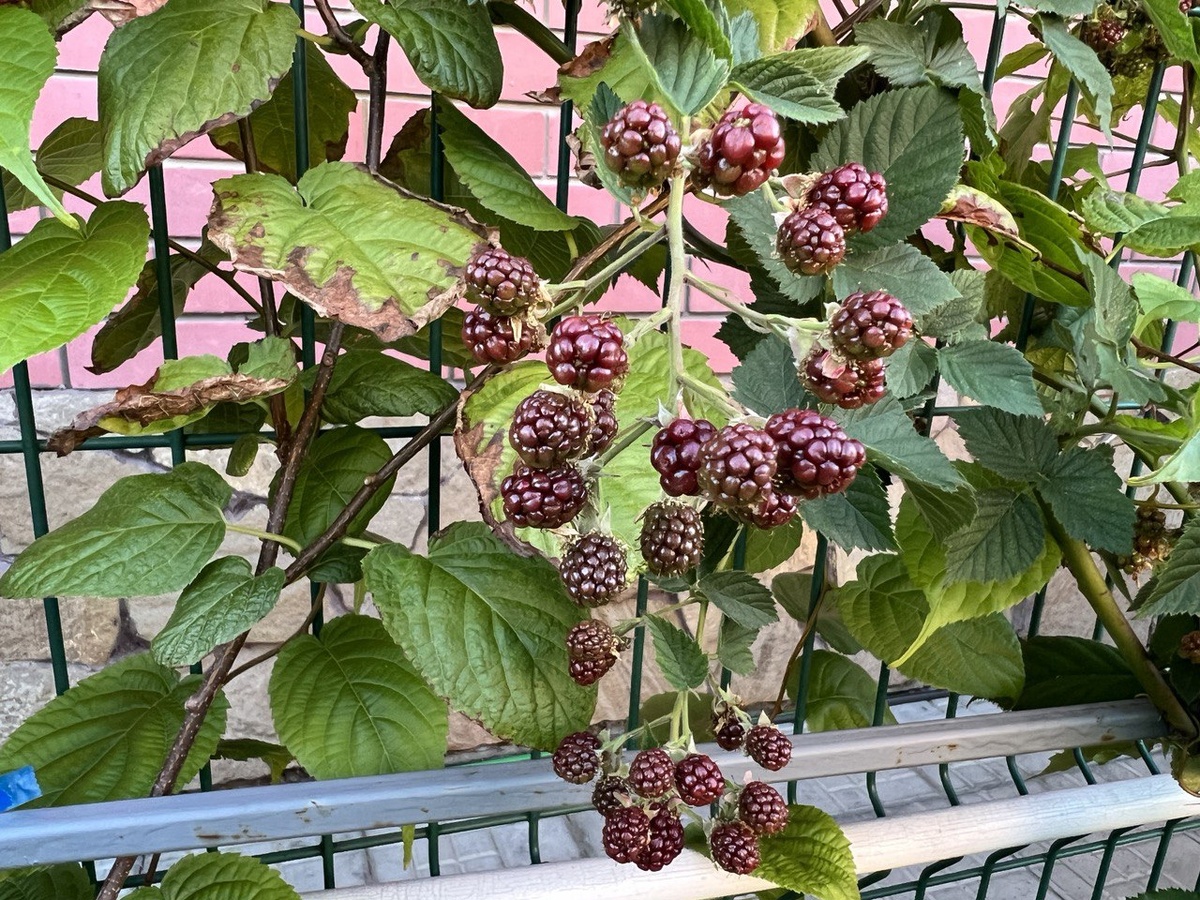 Фото автора канала Дом с кипарисами