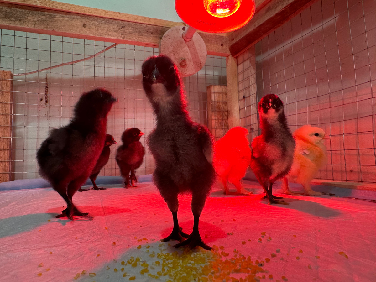 Потомки динозавров 