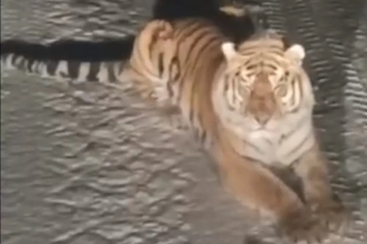    В Хабаровском крае тигр без зубов устроил разборки с лесовозами