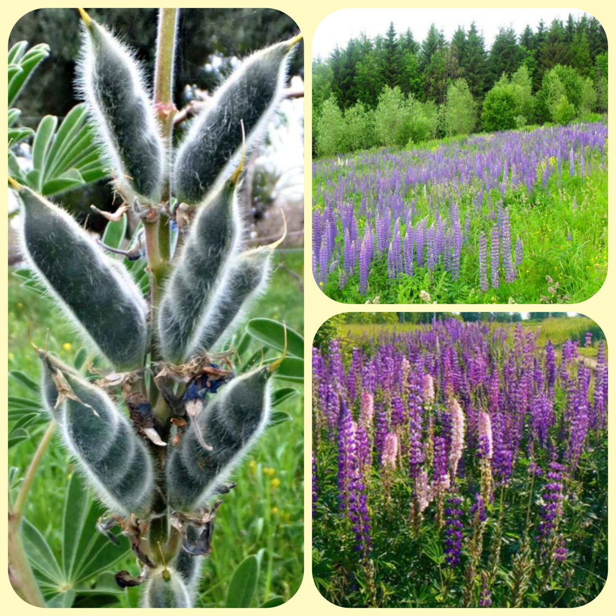 Коробочка с семенами люпина. Заросли люпинов в дикой природе. 