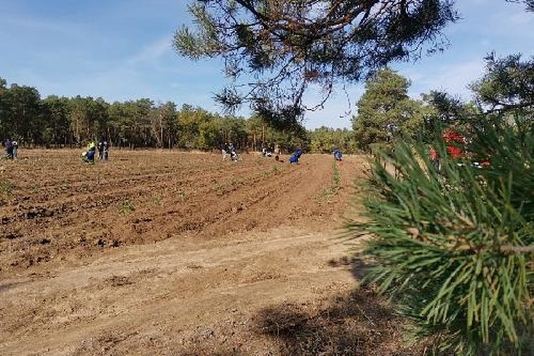    Волгоградская область признана лучшей в ЮФО по лесовосстановлению
