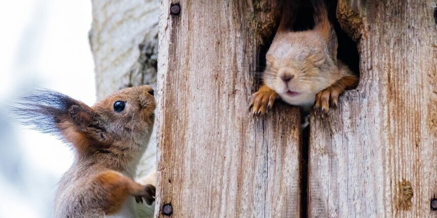    Алена Бобрович