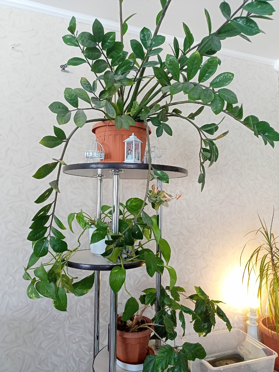 Малая часть моих зелёных детей 