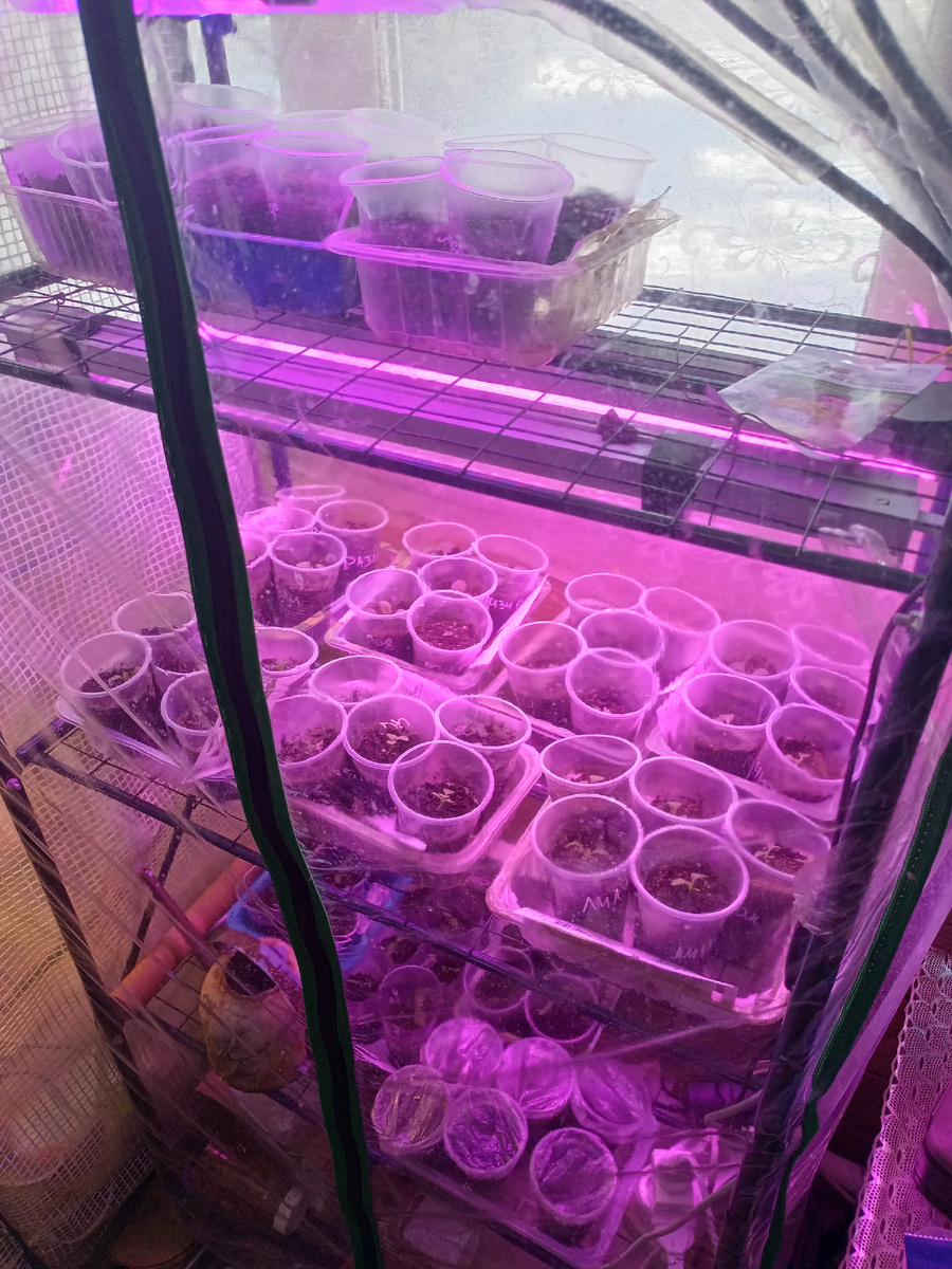 Часть петунек 