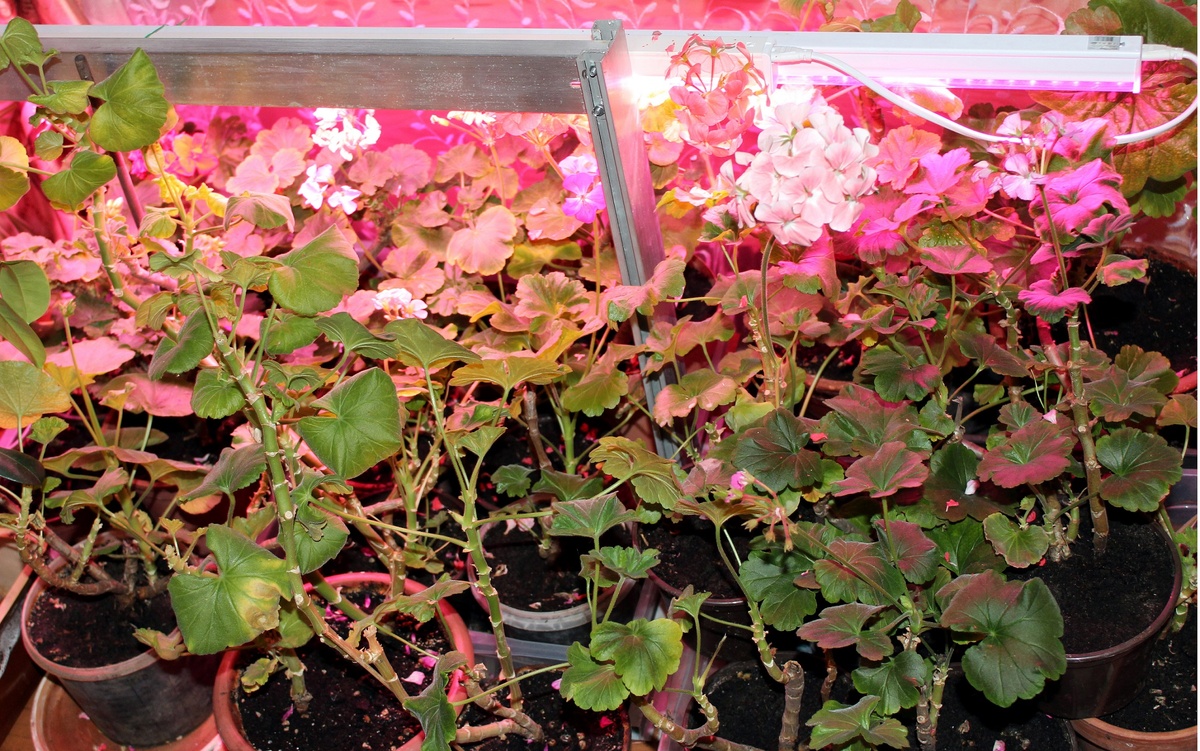 Фото 1. Герани зимой.