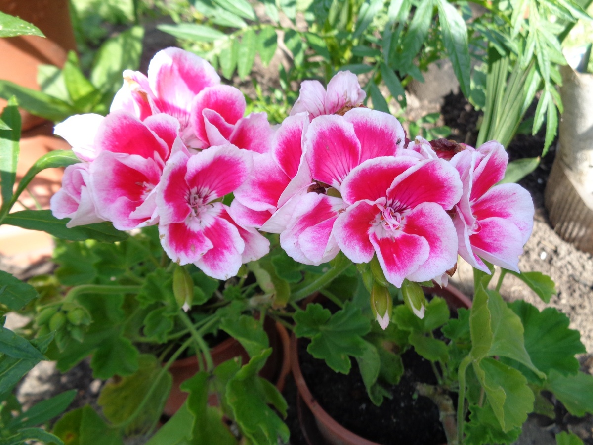 Фото 2. Герани на клумбе.